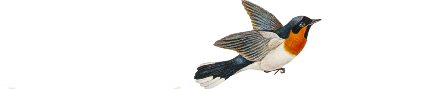 снимка на птица